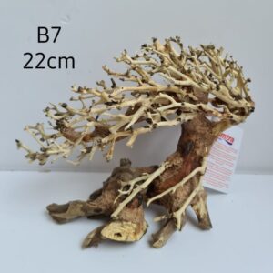 Bonsai Tree Wood B7