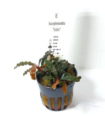 Bucephalandra 'Biblis' - Potted