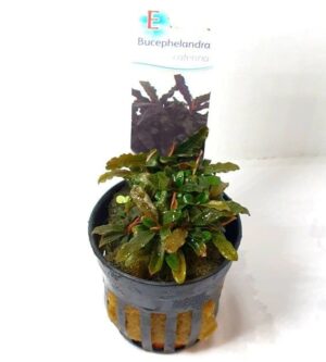 Bucephalandra 'Caterina' - Potted