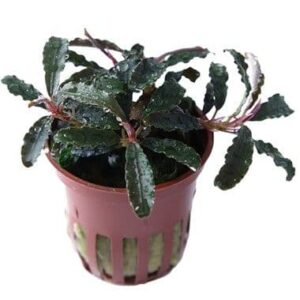 Bucephalandra kedagang - Tropica Potted