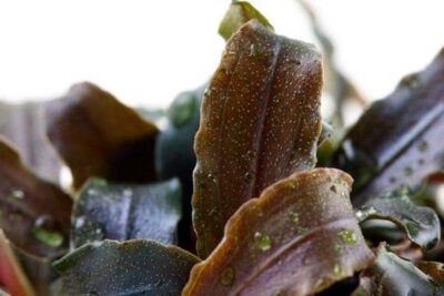 Bucephalandra kedagang - Tropica Potted