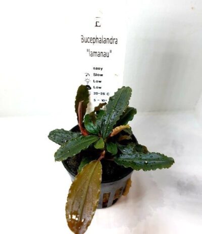 Bucephalandra 'Lamandau' - Potted