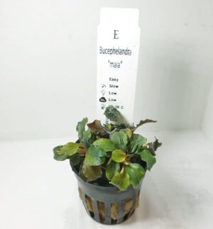 Bucephalandra 'Maia' - Potted