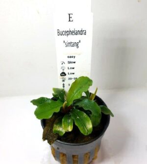 Bucephalandra ‘Sintang’ – Potted