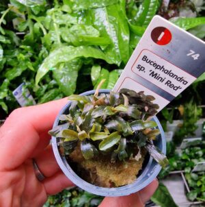 Bucephalandra sp. ‘Mini Red’ – Potted