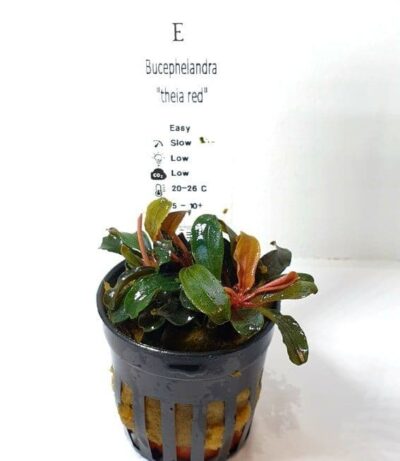 Bucephalandra 'Theia Red' - In-vitro