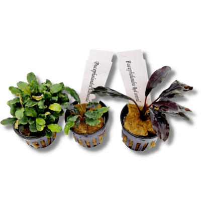 Bucephalandra Triple Pack