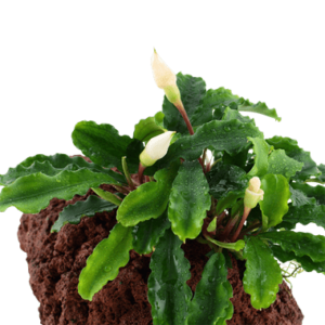 Bucephalandra 'Wavy Green' on lava stone