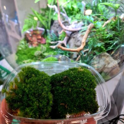 Bun / Cushion Moss - Portion