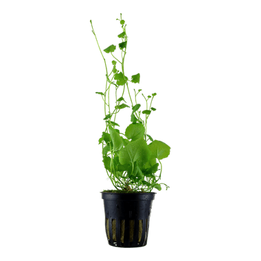 Cardamine lyrata - Potted