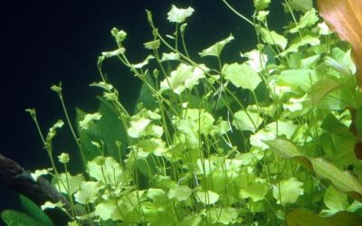 Cardamine lyrata - Potted