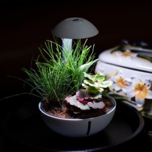 Chihiros Tiny Terrarium Egg 6