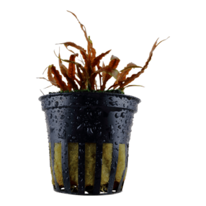 Cryptocoryne albida ‘Brown’ – Potted 1