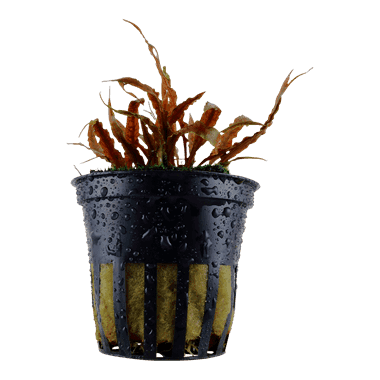 Cryptocoryne albida ‘Brown’ – Potted 1