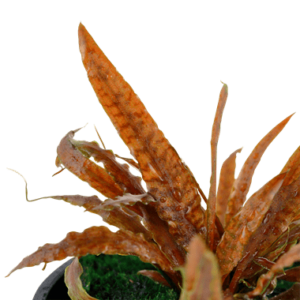 Cryptocoryne albida ‘Brown’ – Potted 2