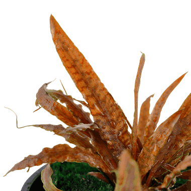 Cryptocoryne albida ‘Brown’ – Potted 2