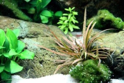 Cryptocoryne albida ‘Brown’ – Potted 3