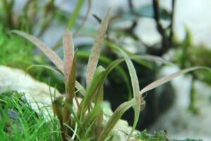 Cryptocoryne albida ‘Brown’ – Potted 4