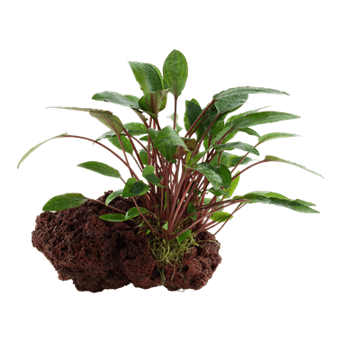 Cryptocoryne beckettii 'Petchii' On Lava