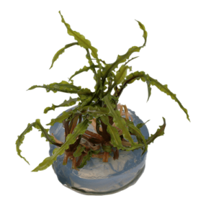 Cryptocoryne crispatula - 1.2.Grow!