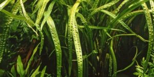 Cryptocoryne crispatula - Potted