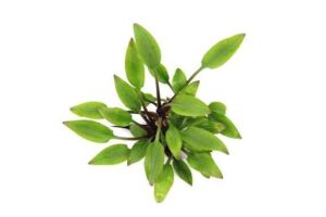 Cryptocoryne lutea – Potted