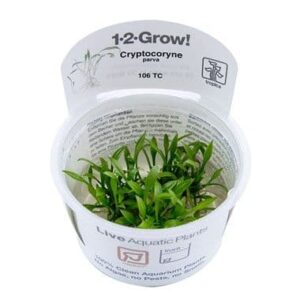 Cryptocoryne parva 1.2.Grow 1