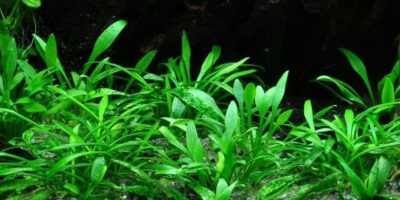 Cryptocoryne Parva - AquaLine Potted