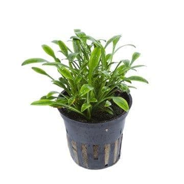 Cryptocoryne Parva - AquaLine Potted