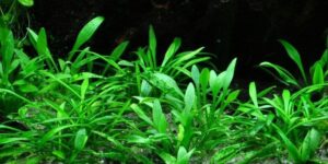 Cryptocoryne Parva – Tropica Potted 2