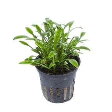 Cryptocoryne Parva – Tropica Potted 1