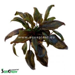 Cryptocoryne purpurea - Potted