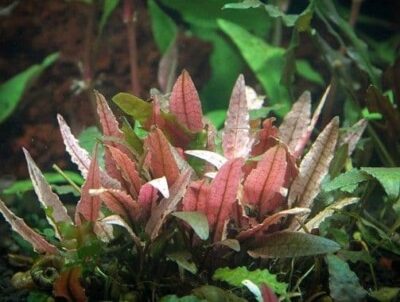 Cryptocoryne spec 'Famingo' - Dennerle