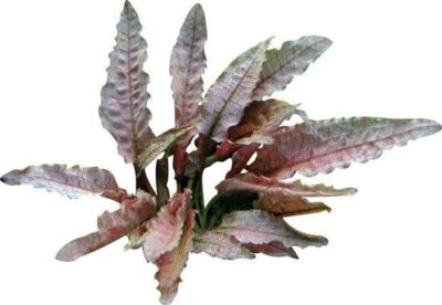 Cryptocoryne spec 'Famingo' - Dennerle