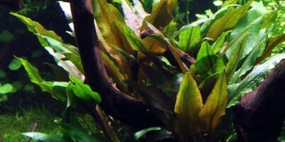 Cryptocoryne undulata 'Broad Leaf'-  Pot