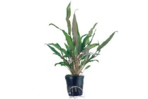 Cryptocoryne undulata 'Broad Leaf'-  Pot