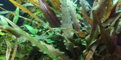 Cryptocoryne undulatus 'Red' 1.2.Grow!