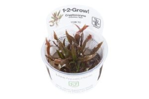 Cryptocoryne undulatus 'Red' 1.2.Grow!