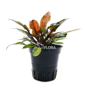 Cryptocoryne wendtii ‘Flamingo’ – AquaFlora