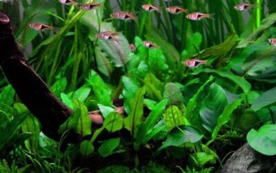 Cryptocoryne wendtii 'Green' 1.2.Grow!