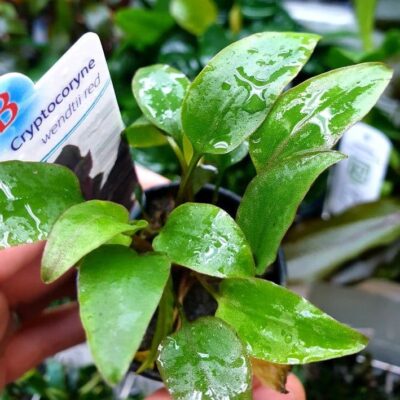 Cryptocoryne wendtii Red – Potted