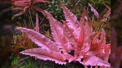 Cryptocoryne wendtii sp. Flamingo - Invitro