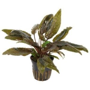 Cryptocoryne wendtii ‘Tropica’ potted 1