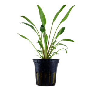 Cryptocoryne x willisii - Potted