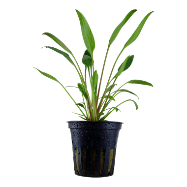 Cryptocoryne x willisii - Potted