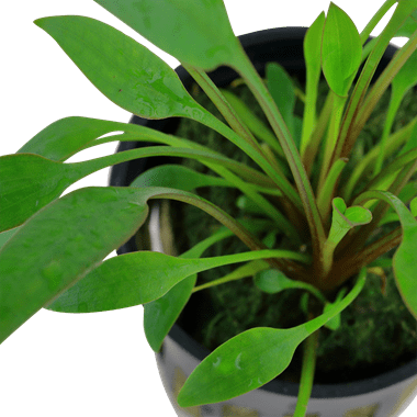 Cryptocoryne x willisii - Potted