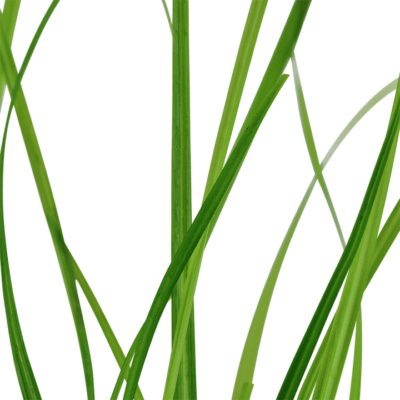 Cyperus helferi - Potted