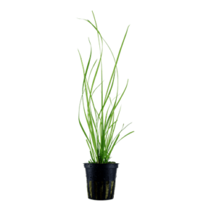 Cyperus helferi - Potted