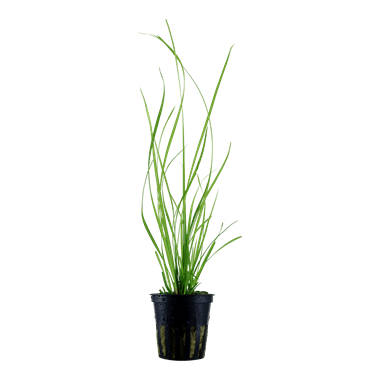 Cyperus helferi - Potted