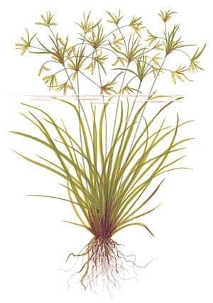 Cyperus helferi - Potted Tropica